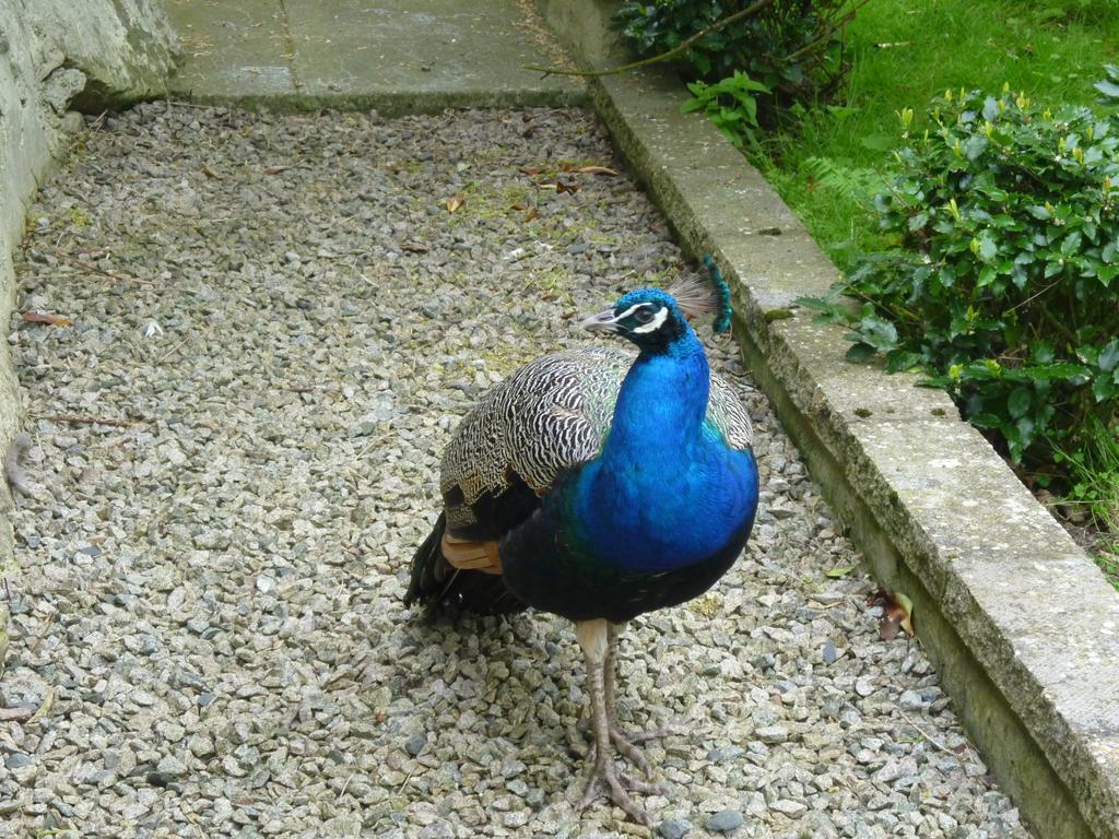 Toadhall Rooms Muchalls Quarto foto